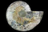 Cut Ammonite Fossil (Half) - Agatized #97747-1